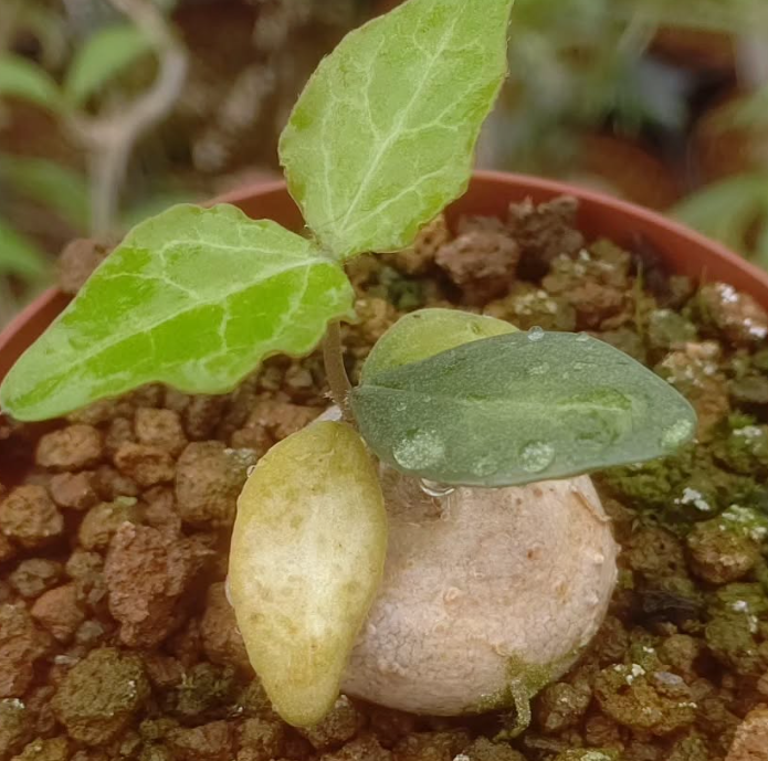 Ceropegia inornata 5 Pieces Seeds