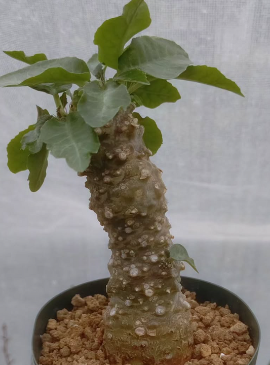 Dorstenia sp 'Somalia' 5 Pieces Seeds