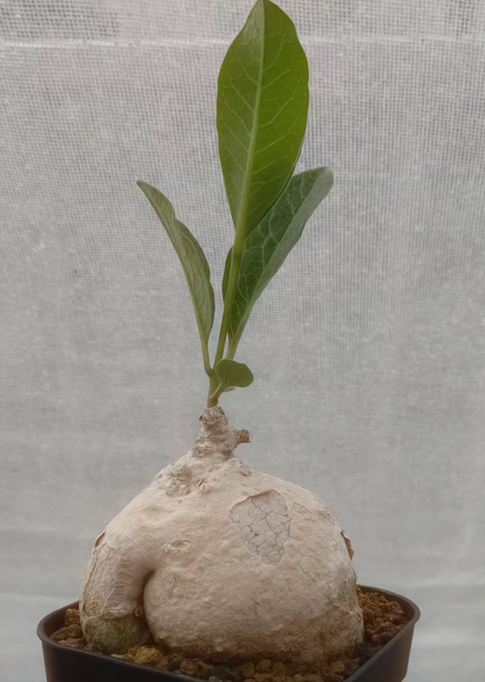 Raphionacme madiensis 5 Pieces Seeds
