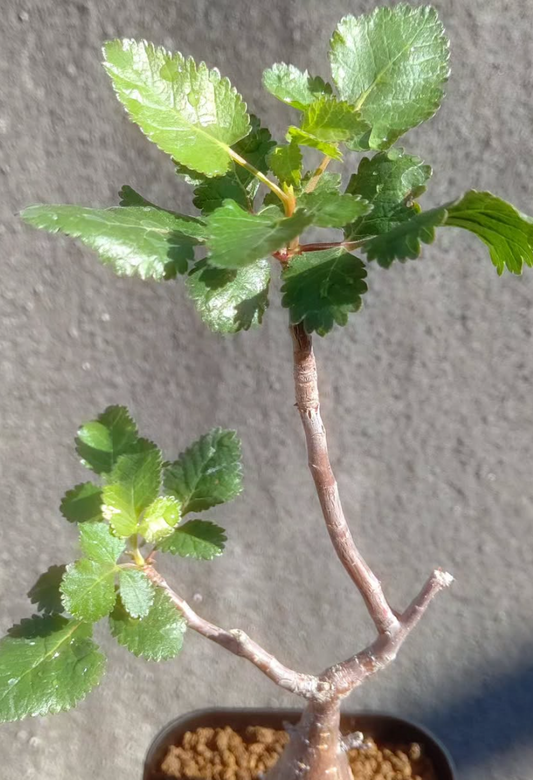 Bursera Hindsiana 5 Pieces Seeds