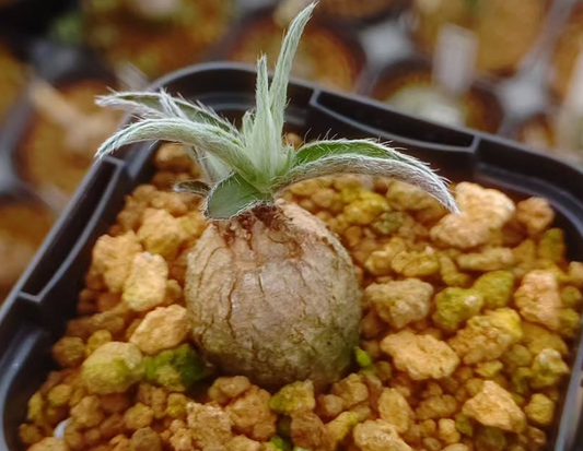 Ipomoea sp. aff alpina 5 Pieces Seeds