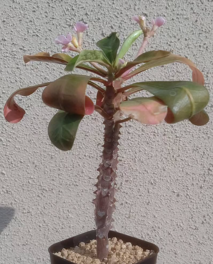 Euphorbia lophogona 6 Pieces Seeds