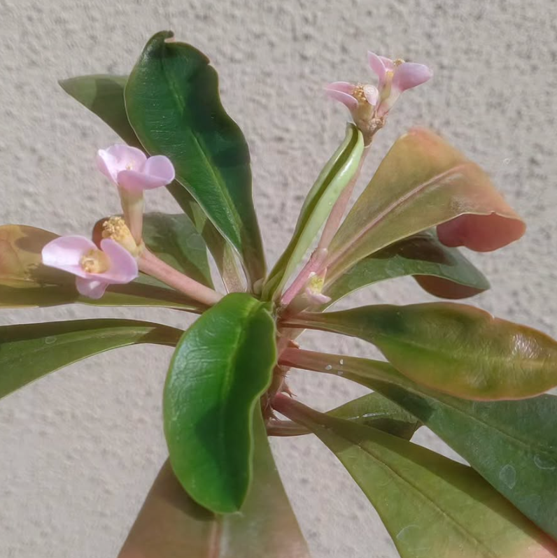 Euphorbia lophogona 6 Pieces Seeds
