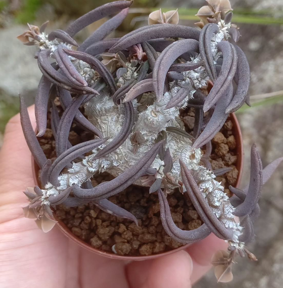 Euphorbia cylindrifolia ssp tuberifera 6 Pieces Seeds
