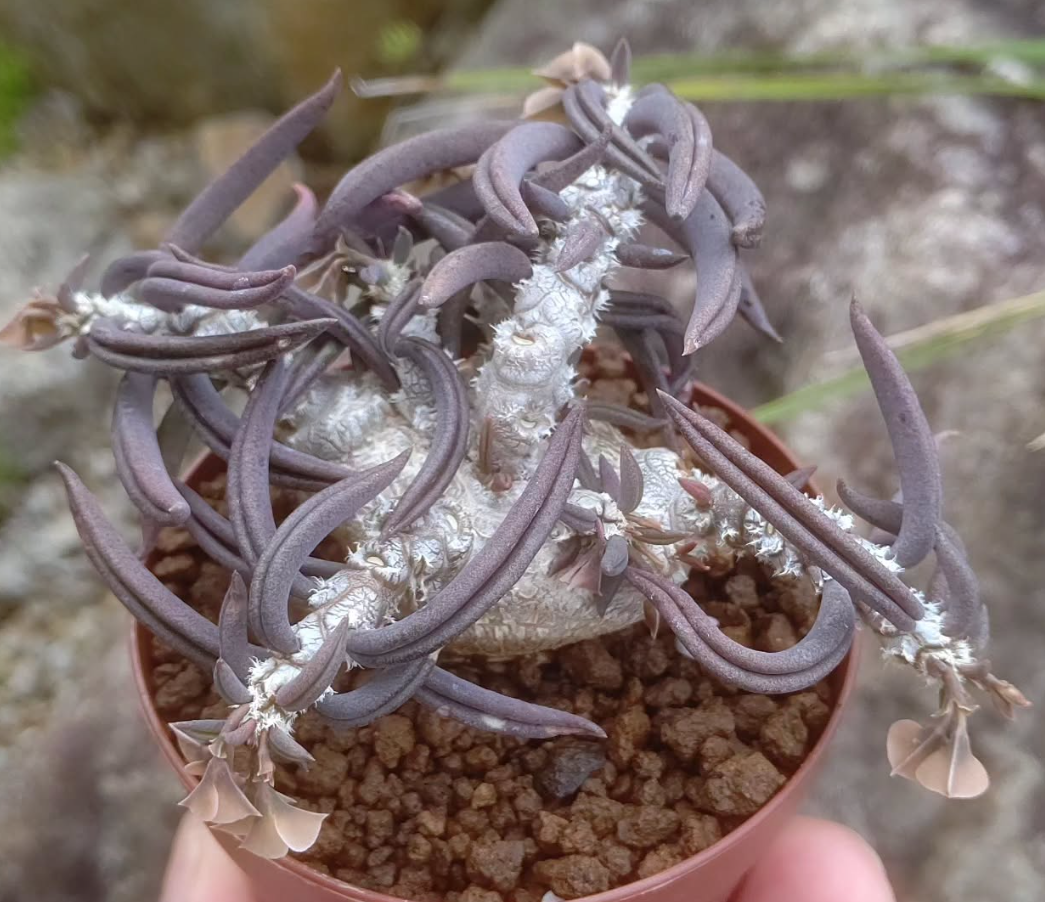 Euphorbia cylindrifolia ssp tuberifera 6 Pieces Seeds