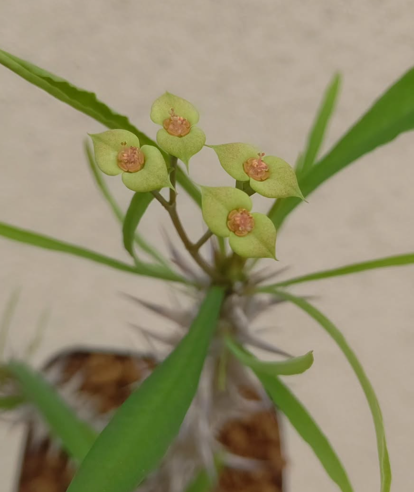 Euphorbia brachyphylla 6 Pieces Seeds