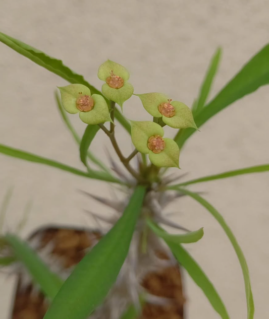 Euphorbia brachyphylla 6 Pieces Seeds