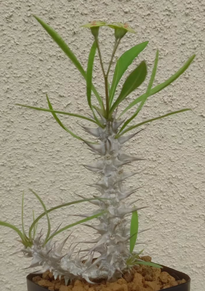 Euphorbia brachyphylla 6 Pieces Seeds