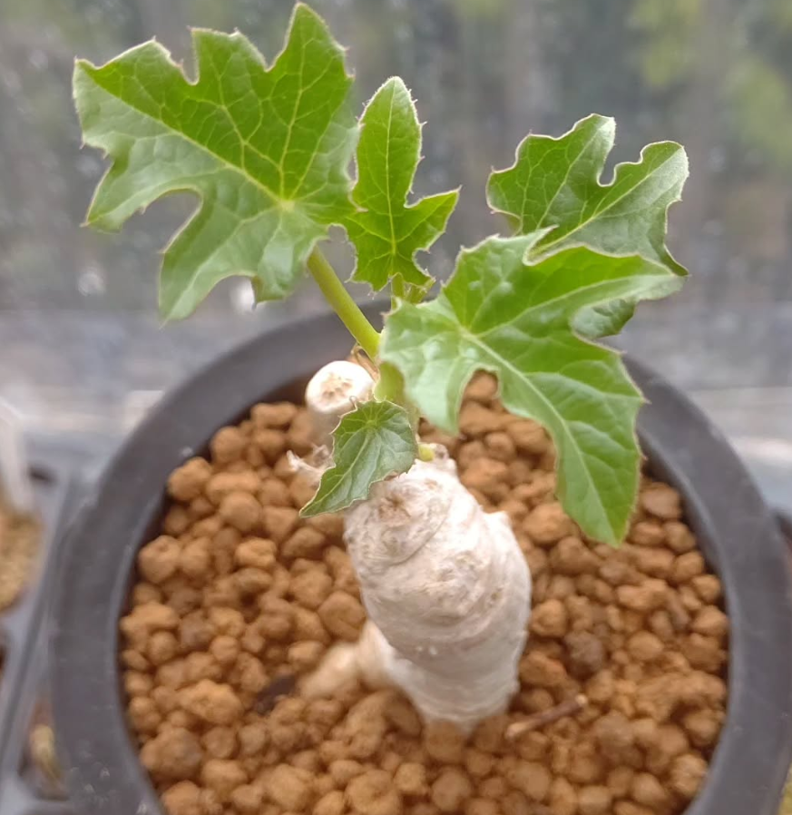 Adenia Volkensii 7 Pieces Seeds