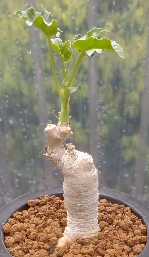 Adenia Volkensii 7 Pieces Seeds