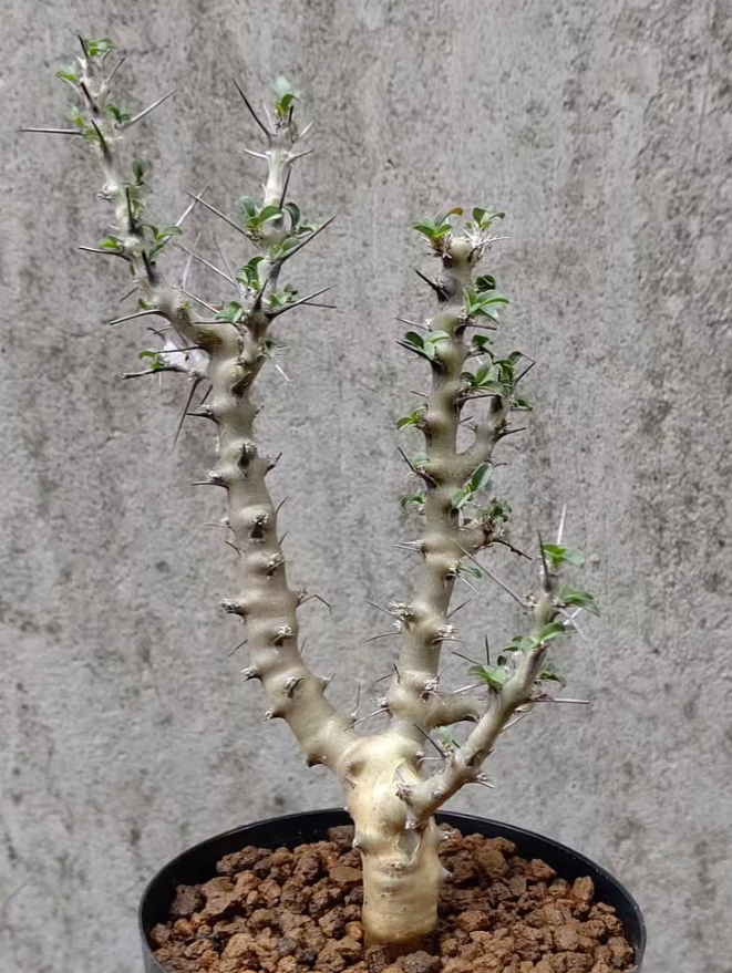 Sarcocaulon (Monsonia) camdeboensis 4 Pieces Seeds