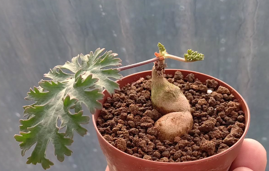 Pelargonium pulverulentum 3 Pieces Seeds