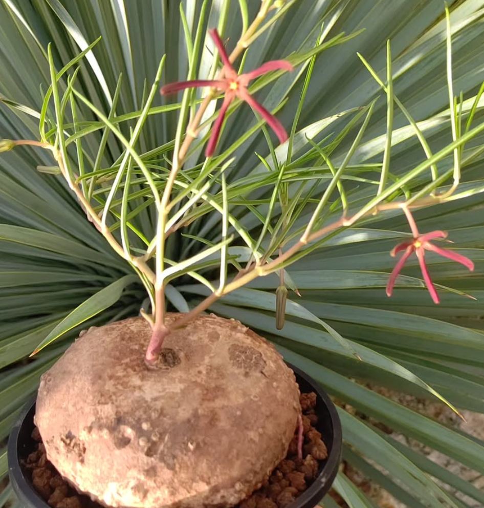 Brachystelma plocamoides 6 Pieces Seeds