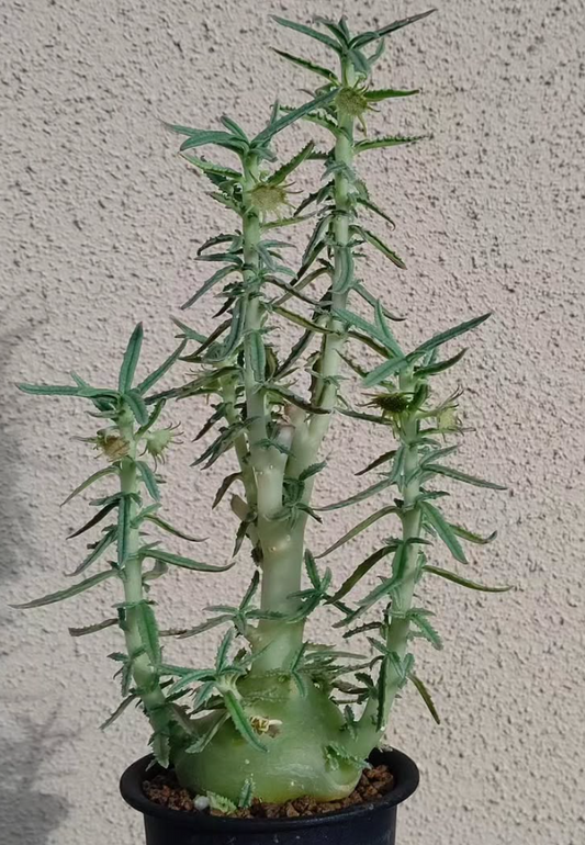 Dorstenia hildebrandtii f. crispum 7 Pieces Seeds
