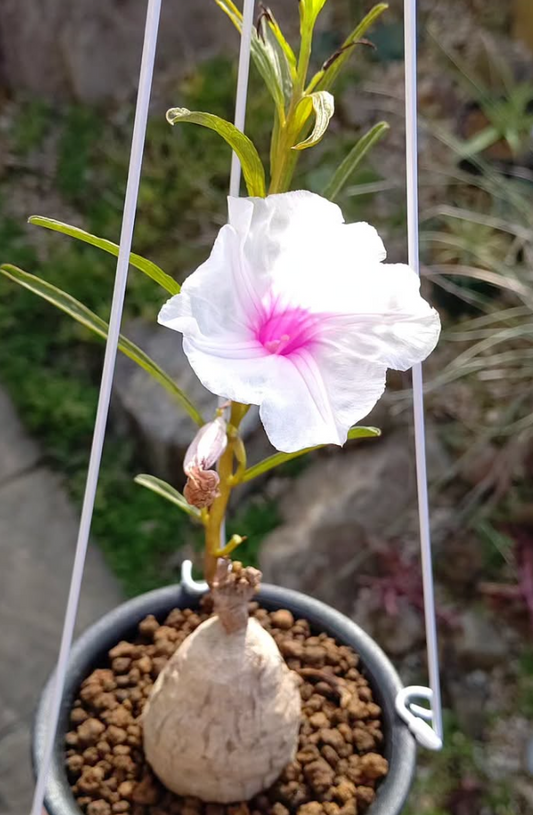 Ipomoea welwitschii 5 Pieces Seeds