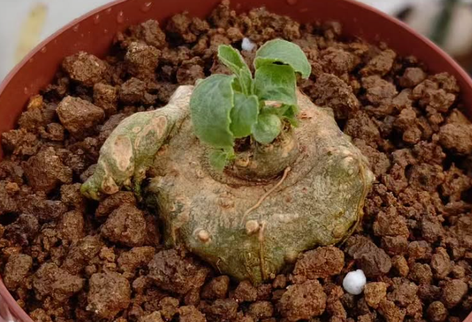 Dorstenia cuspidata v. brinkmaniana 5 Pieces Seeds