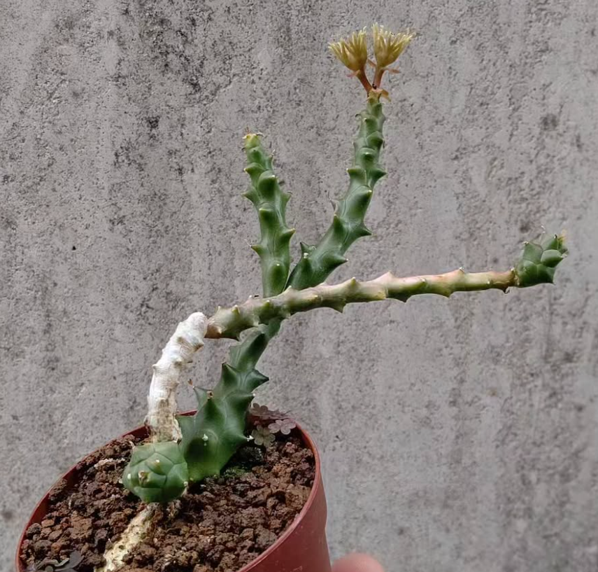 Euphorbia ornithopus 6 Pieces Seeds