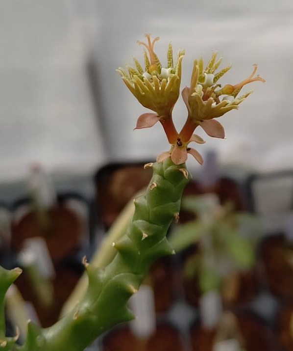 Euphorbia ornithopus 6 Pieces Seeds