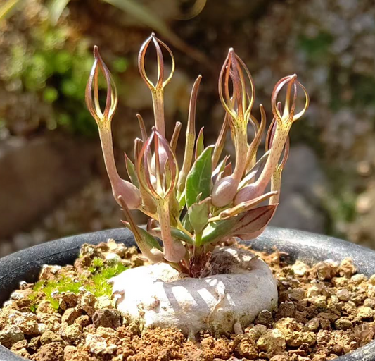 Ceropegia conrathii 5 Pieces Seeds