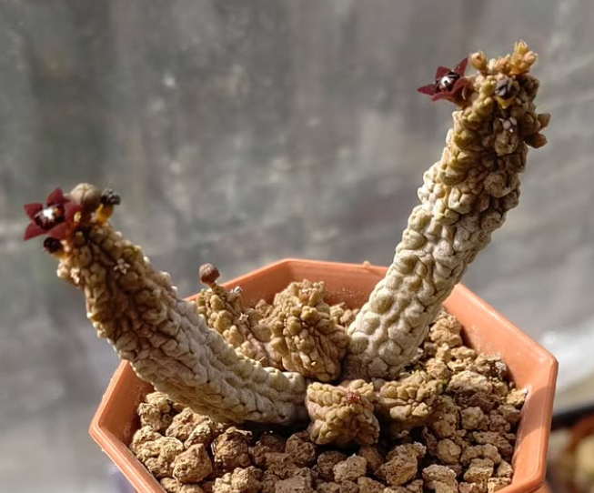 Pseudolithos dodsonianus 4 Pieces Seeds