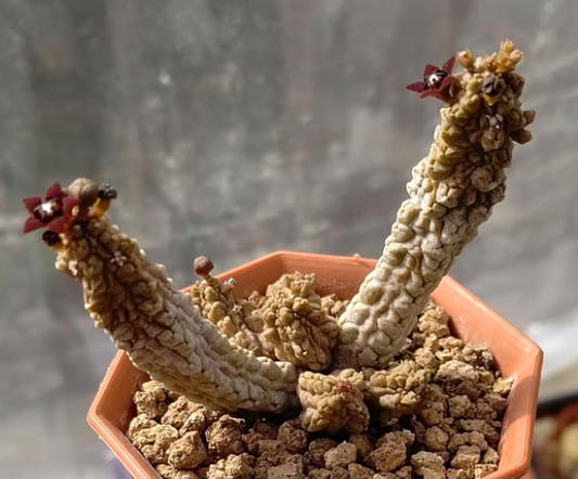Pseudolithos dodsonianus 4 Pieces Seeds