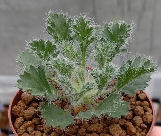 Pelargonium caroli-henrici 4 Pieces Seeds