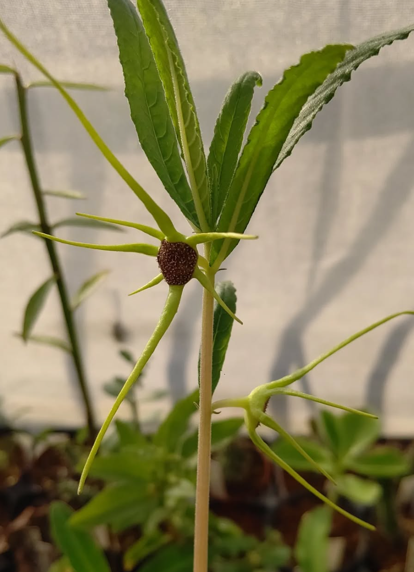 Dorstenia verdickii 7 Pieces Seeds
