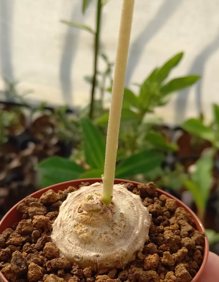 Dorstenia verdickii 7 Pieces Seeds