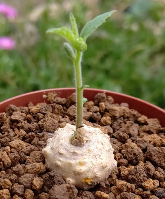 Dorstenia Psilurus 7 Pieces Seeds