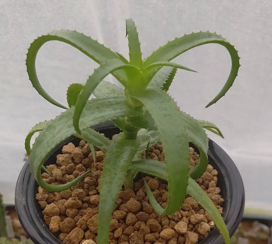 Aloe bruynsii 15 Pieces Seeds