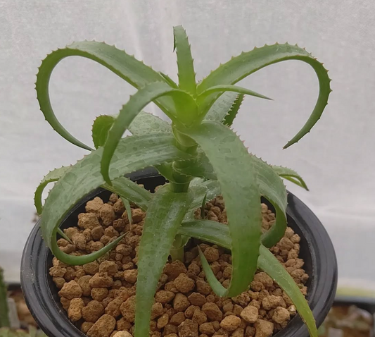 Aloe bruynsii 15 Pieces Seeds