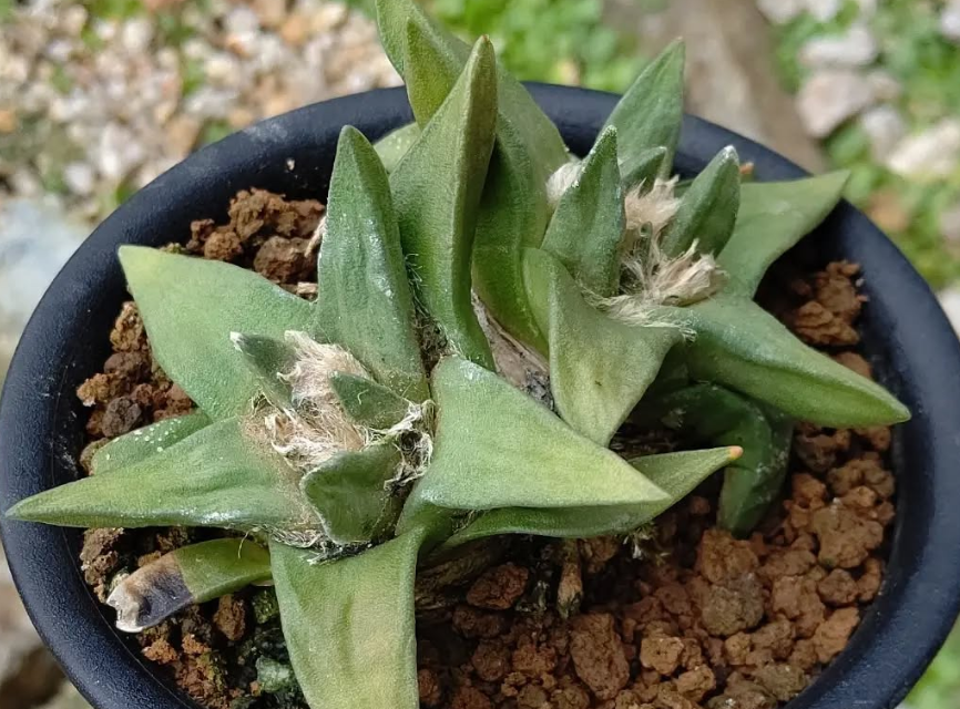 Ariocarpus Trigonus 10 Pieces Seeds