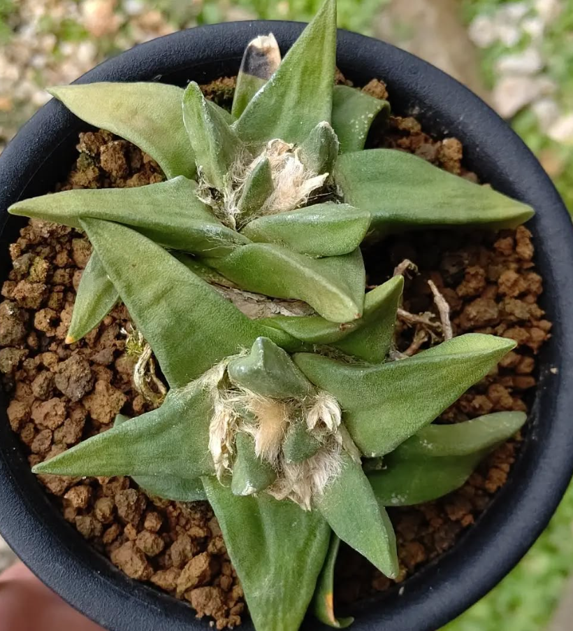 Ariocarpus Trigonus 10 Pieces Seeds