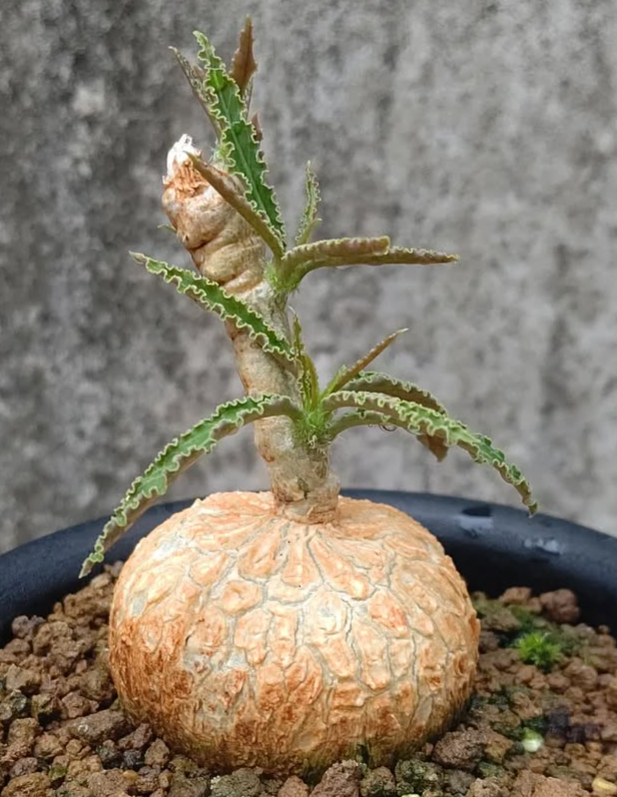 Euphorbia Waringiae 8 Pieces Seeds