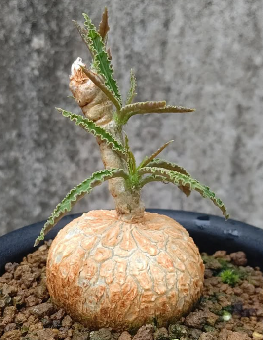 Euphorbia Waringiae 8 Pieces Seeds