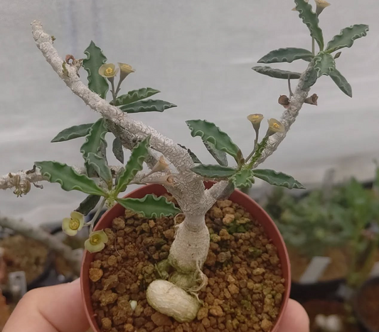 Euphorbia Capsaintemariensis 4 Pieces Seeds