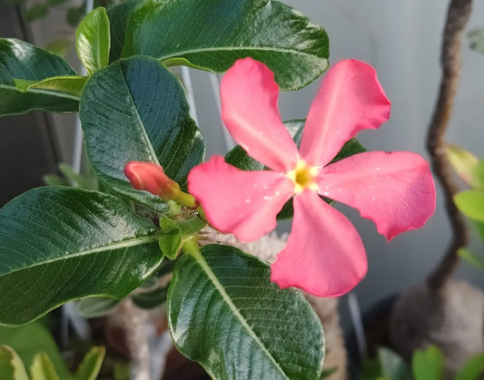 Pachypodium baronii var windsorii 7 Pieces Seeds