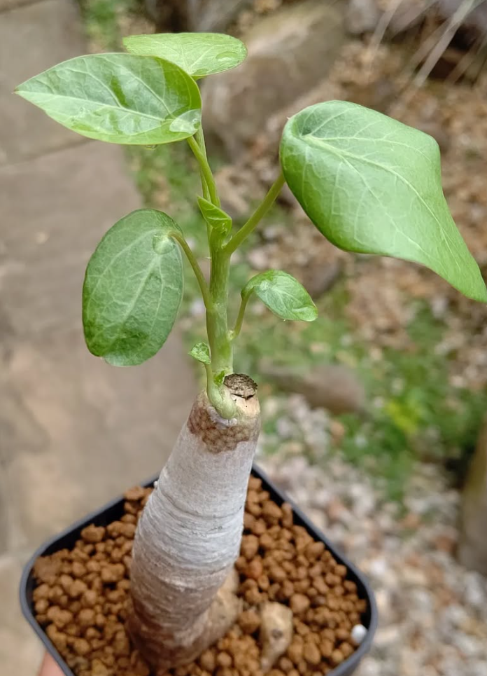 Adenia Ellenbeckii 5 Pieces Seeds