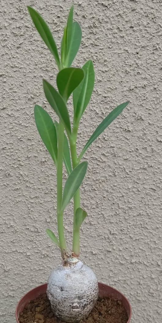 Euphorbia platycephala 6 Pieces Seeds