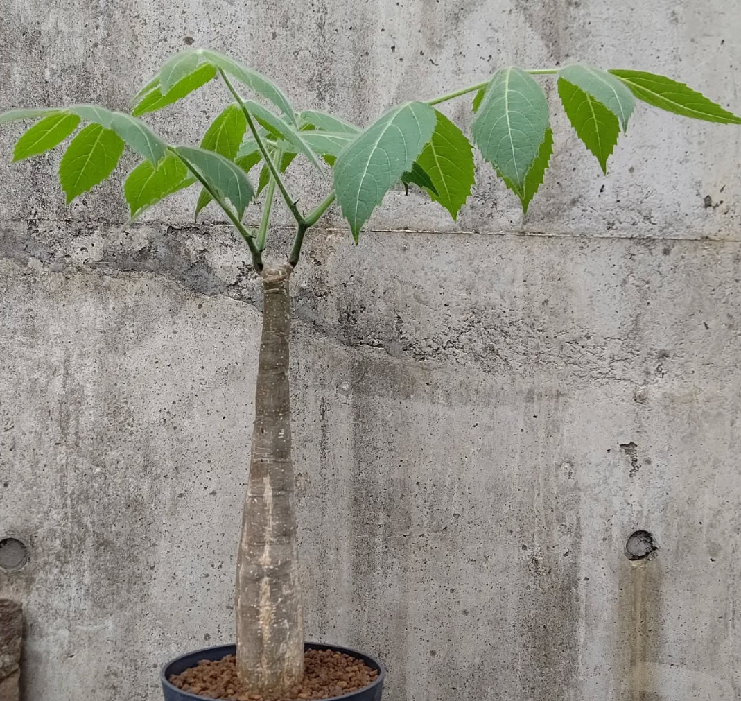 Cyphostemma Sakalavense 6 Pieces Seeds