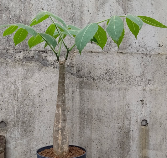 Cyphostemma Sakalavense 6 Pieces Seeds
