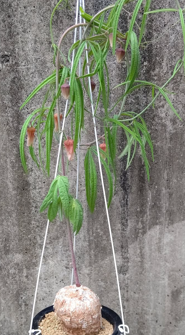 Adenia Stenodactyla 6 Pieces Seeds