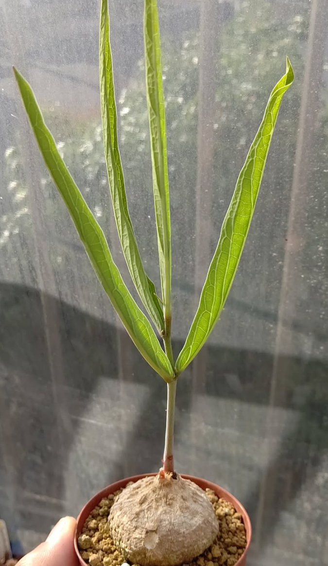 Adenia Goetzei 5 Pieces Seeds