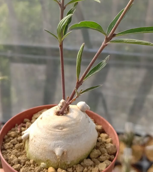Brachystelma gracile 4 Pieces Seeds