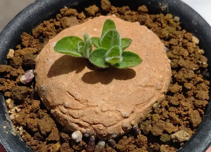 Brachystelma Maritae 4 Pieces Seeds