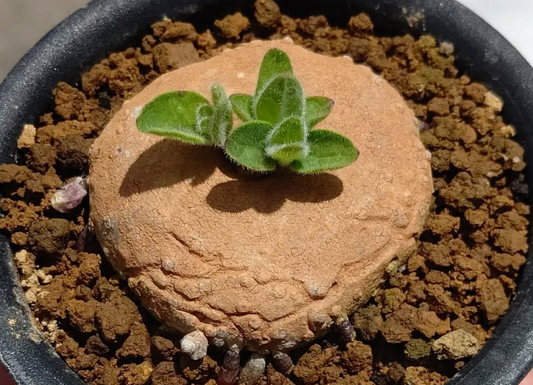 Brachystelma Maritae 4 Pieces Seeds