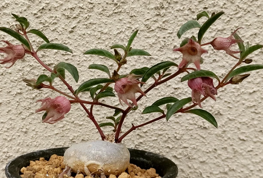 Brachystelma meyerianum 4 Pieces Seeds