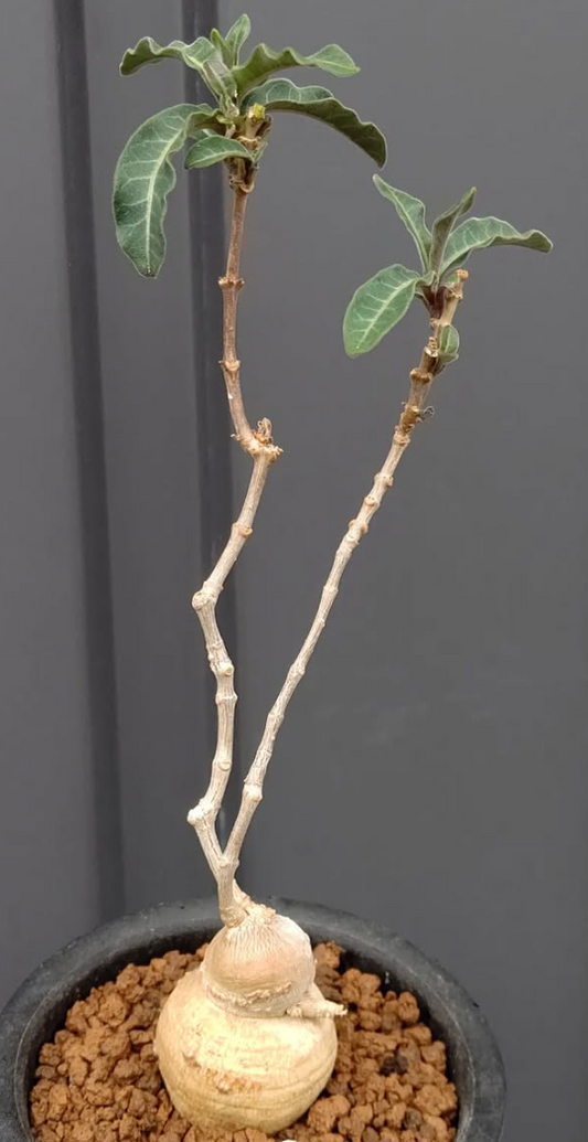 Raphionacme flanaganii 5 Pieces Seeds