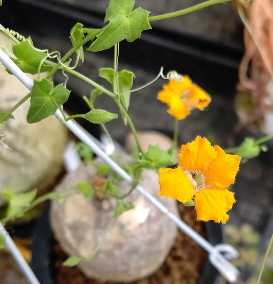 Momordica boivinii 5 Pieces Seeds