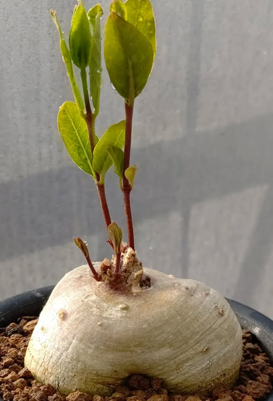 Raphionacme lucens 5 Pieces Seeds